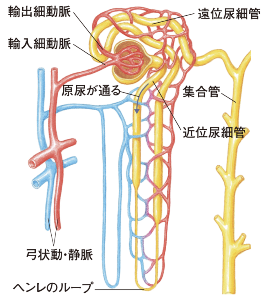 ハイチ 災害