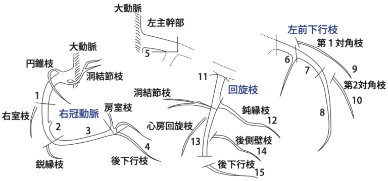 冠動脈の解剖と分類 | me