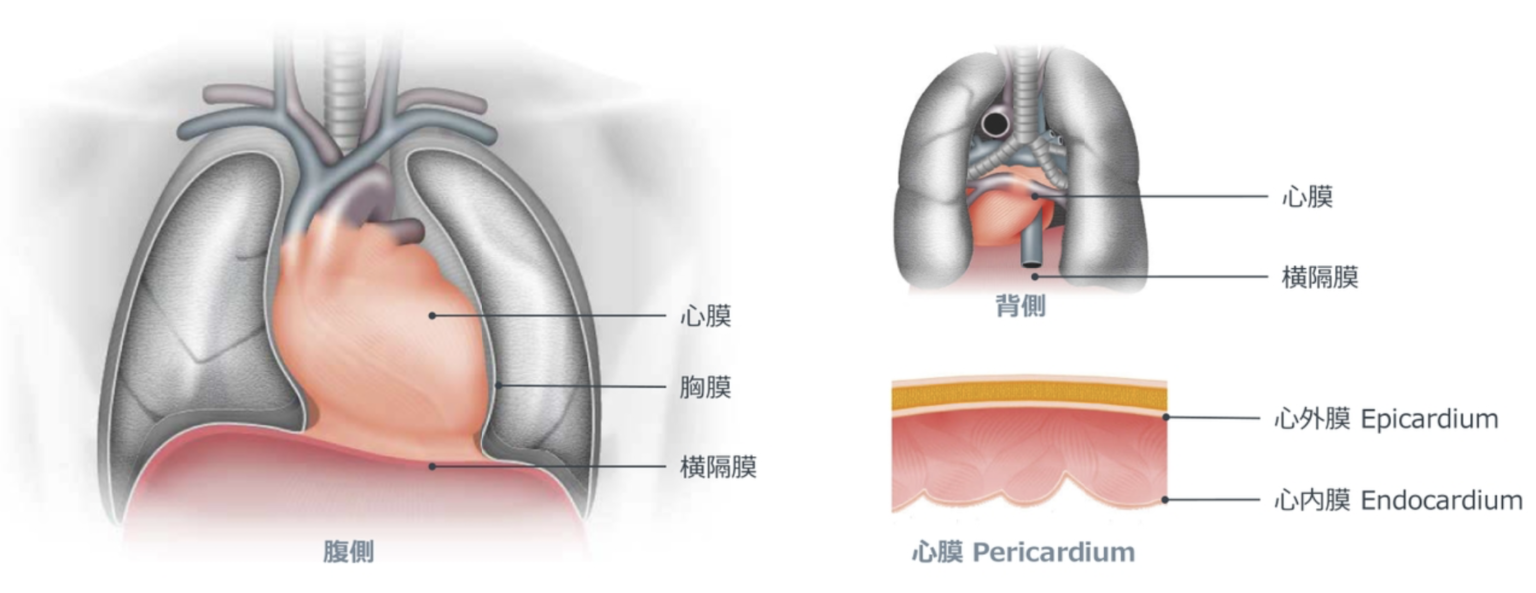心臓の解剖と生理 | me