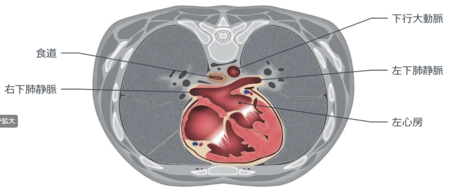 心臓の解剖と生理 | me