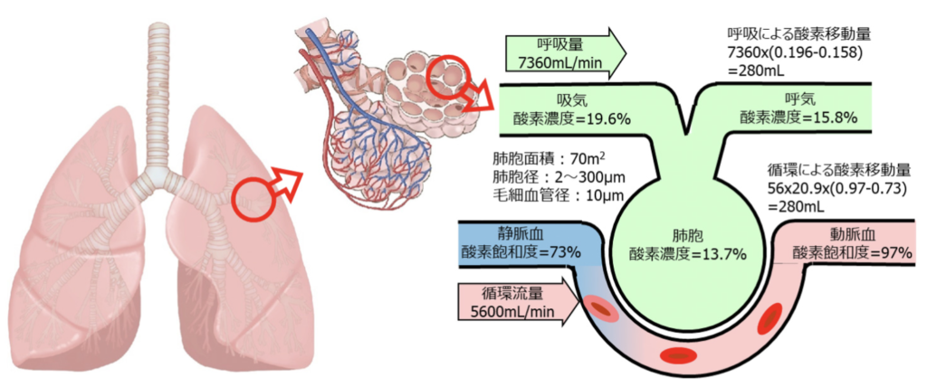 肺胞でのガス交換を示した図。吸気酸素濃度19.6％、呼気15.8％、静脈血の酸素飽和度73％、動脈血97％